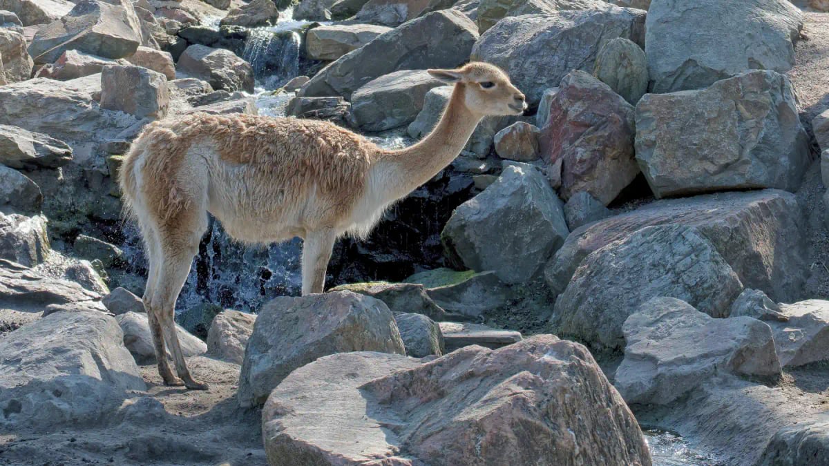 Vicuña in the wild