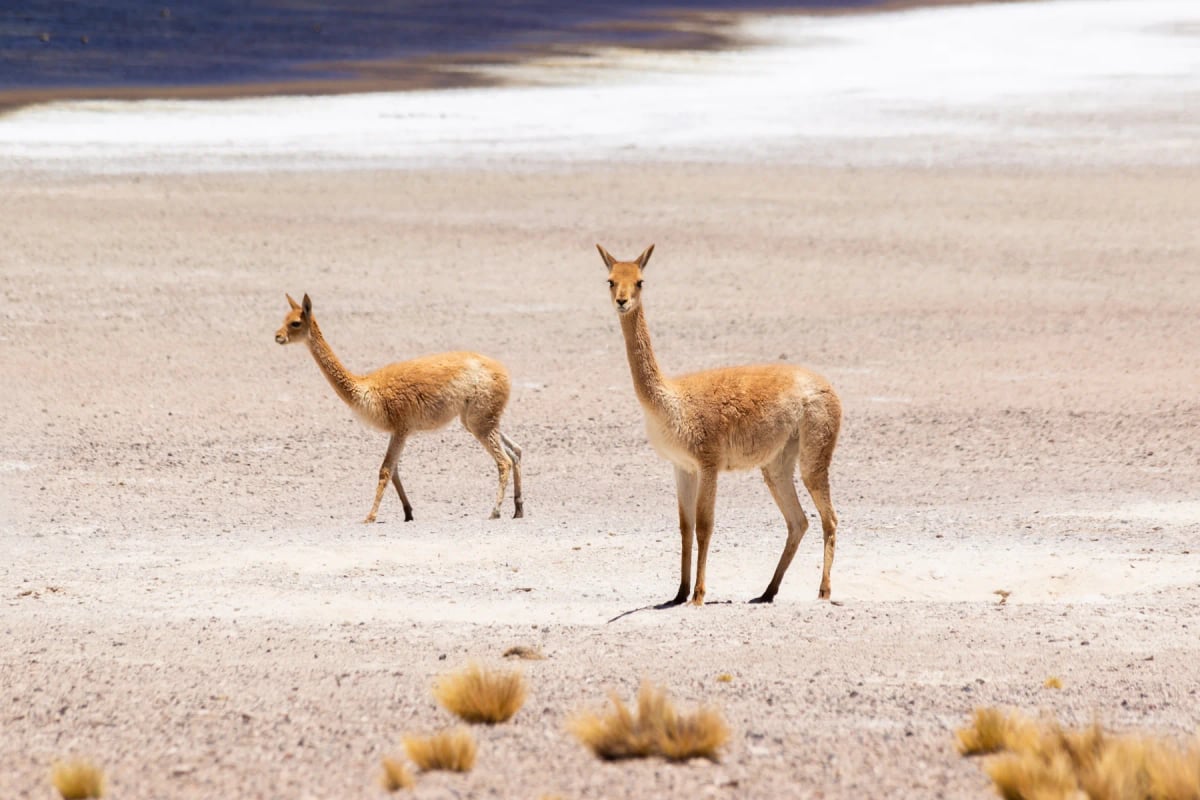 Vicuña in the wild