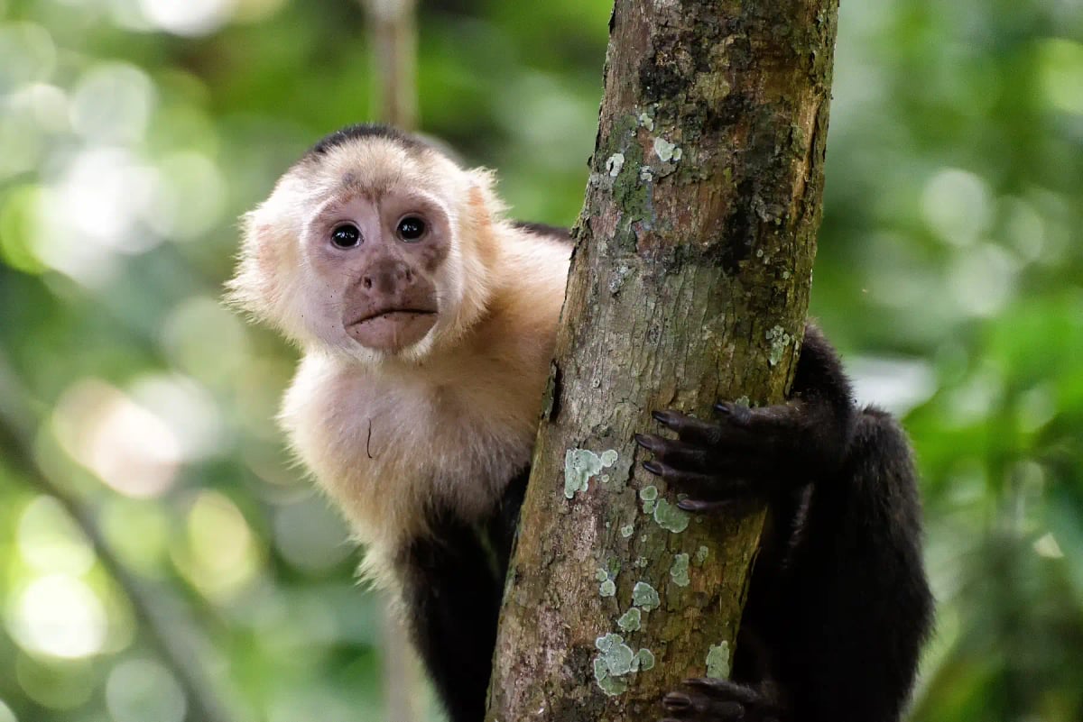 White faced Capuchin