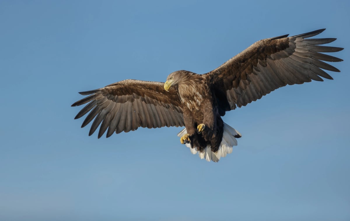 White tailed Eagle in the wild
