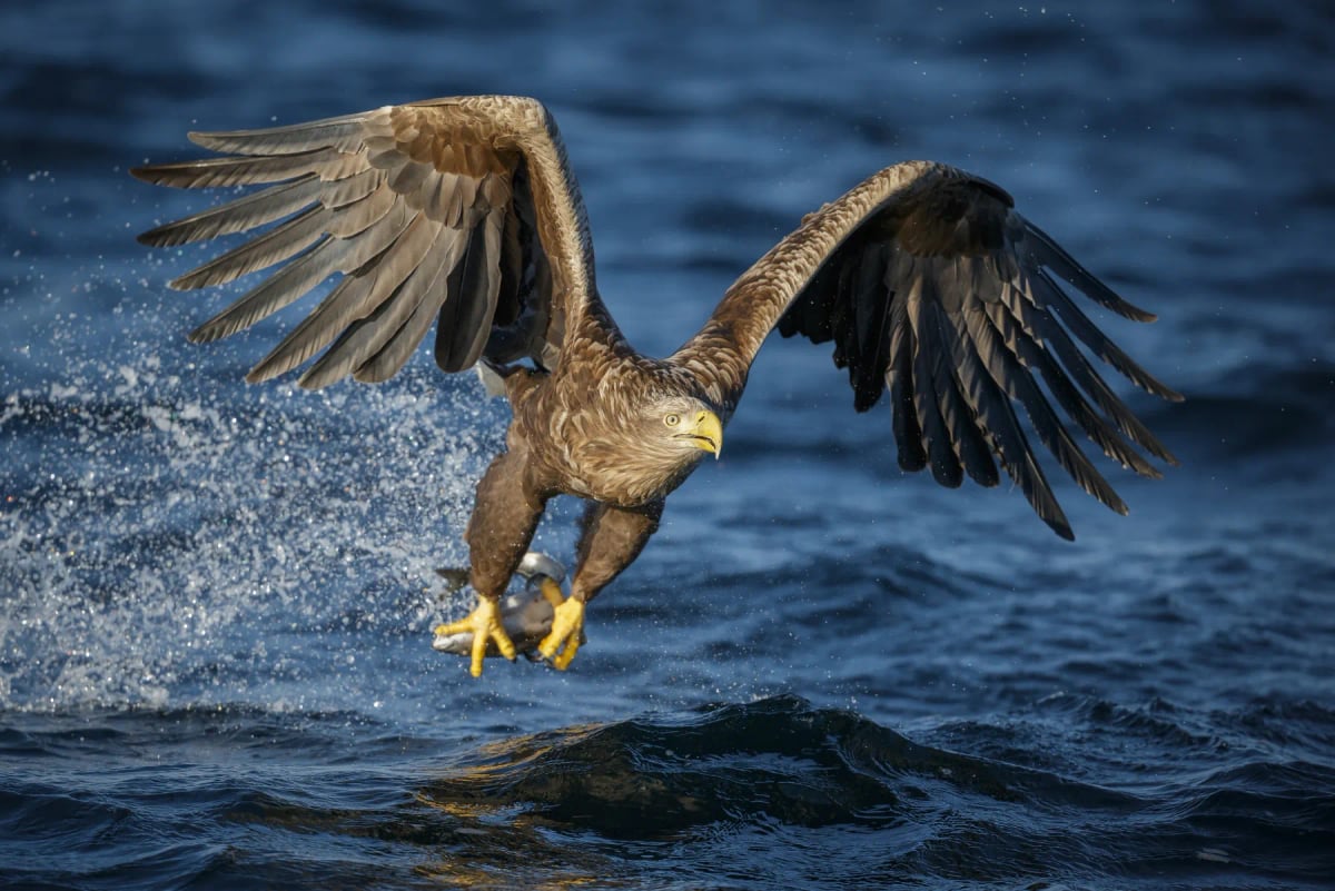 White tailed Eagle in the wild