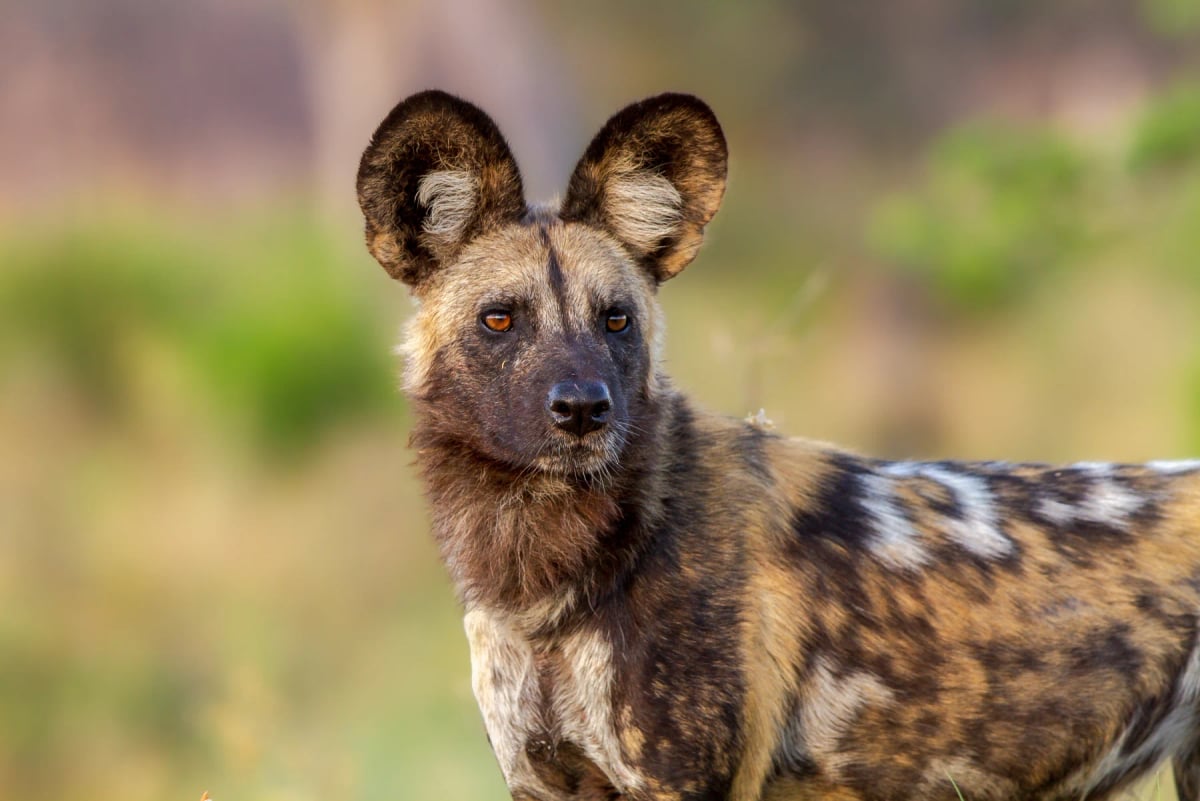 Wild Dog in the wild