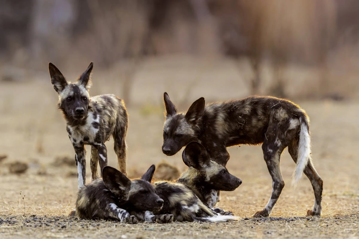 Wild Dog in the wild