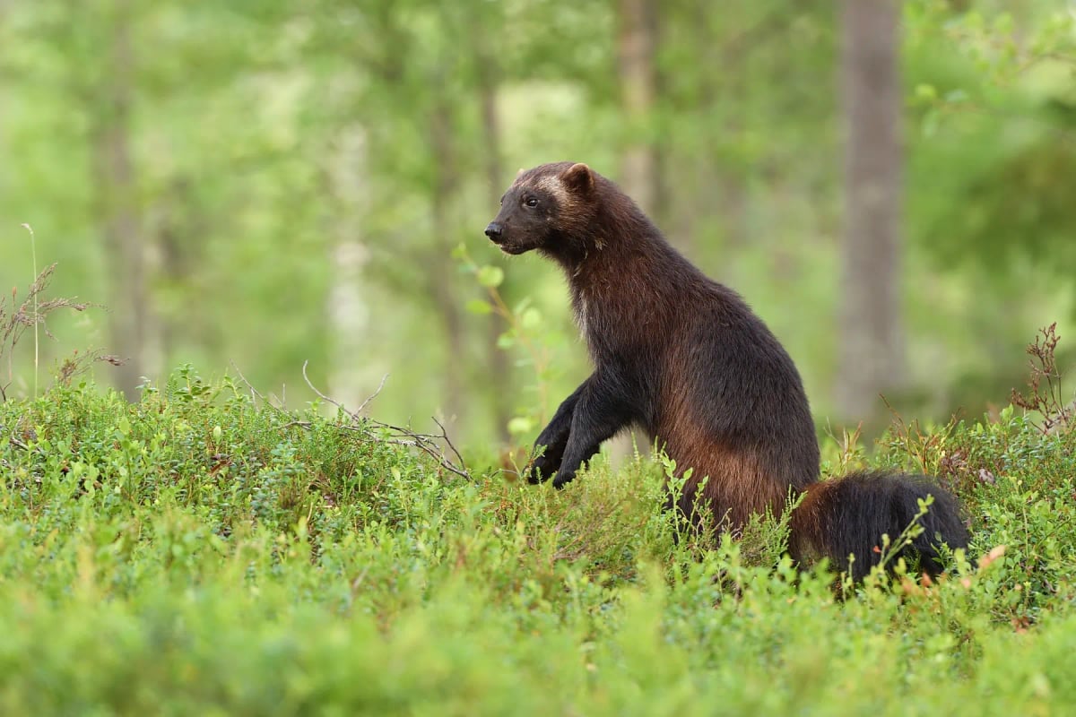 Wolverine in the wild
