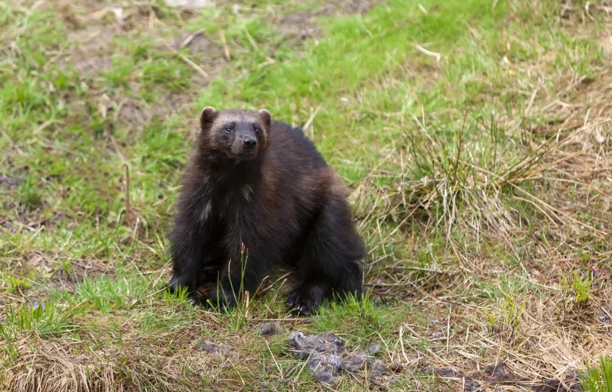 Wolverine in the wild