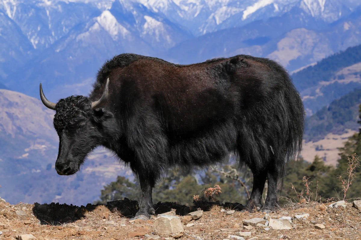 Yak