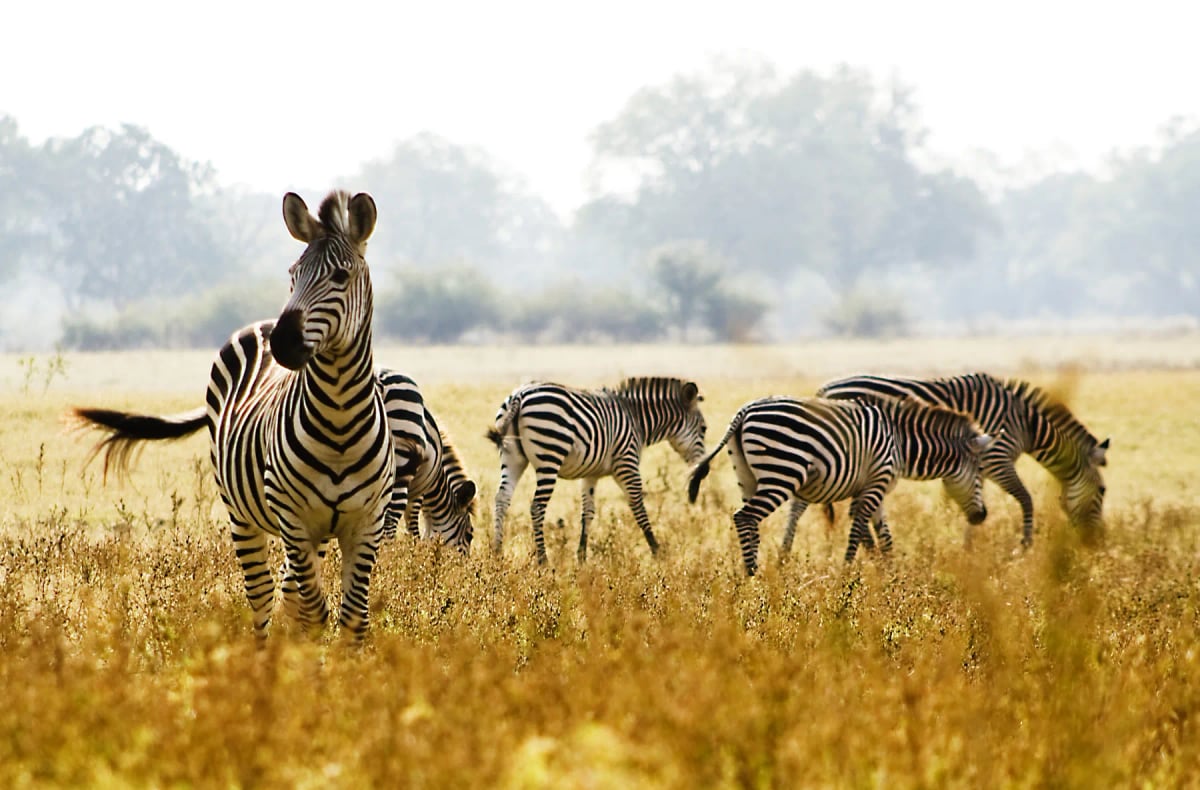 Zebra in the wild