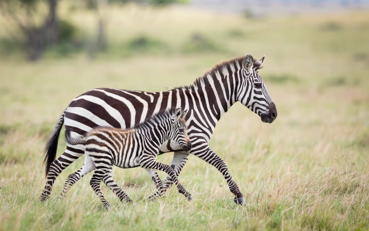Zebra in the wild
