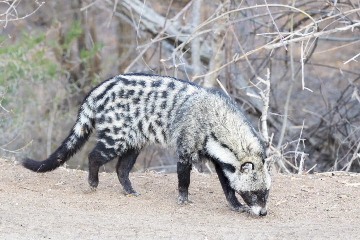 African Civet in the wild