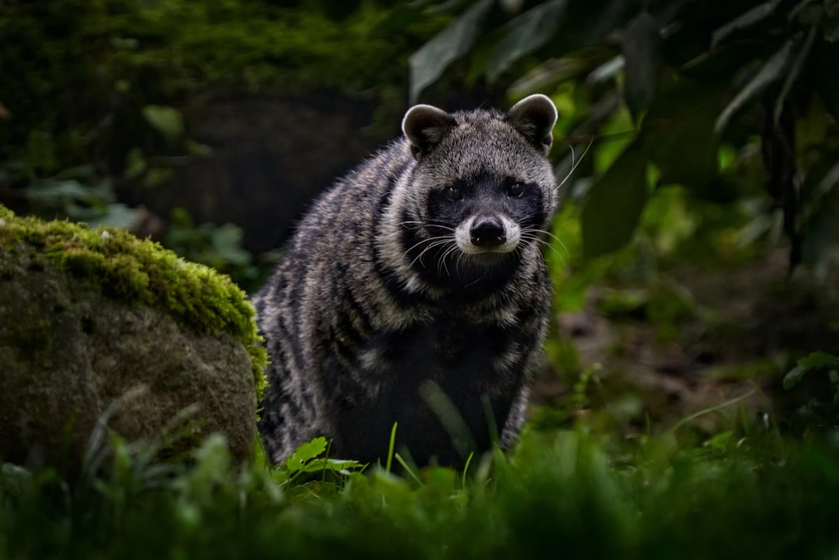 Photo by Ondrej Prosicky on iStock African Civet in the wild
