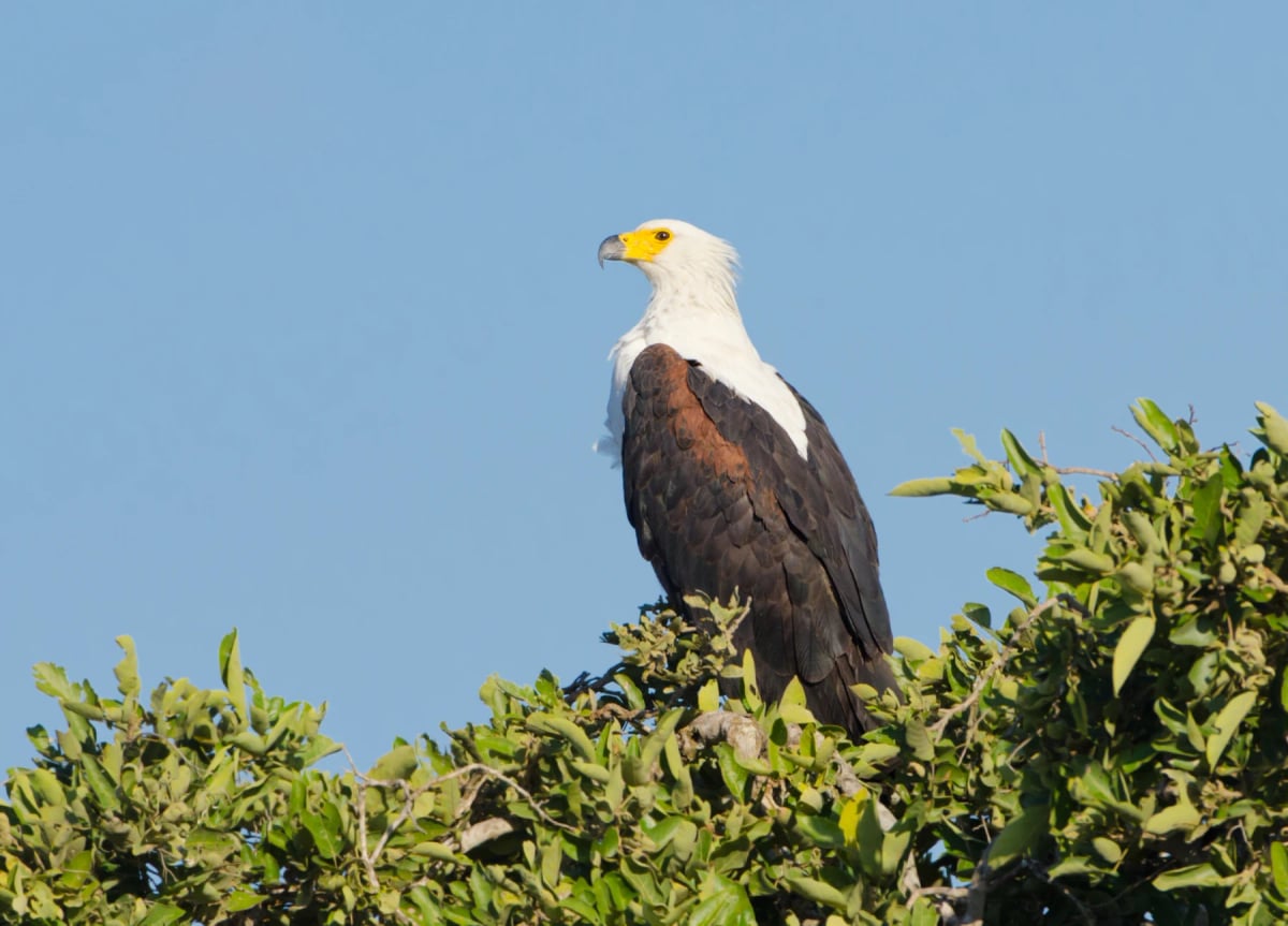 Photo by BirdImages on iStock African Fish Eagle in the wild