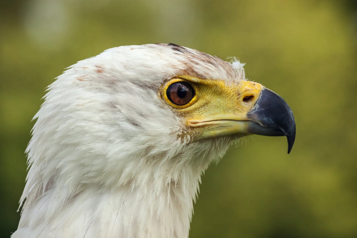 African Fish Eagle in the wild