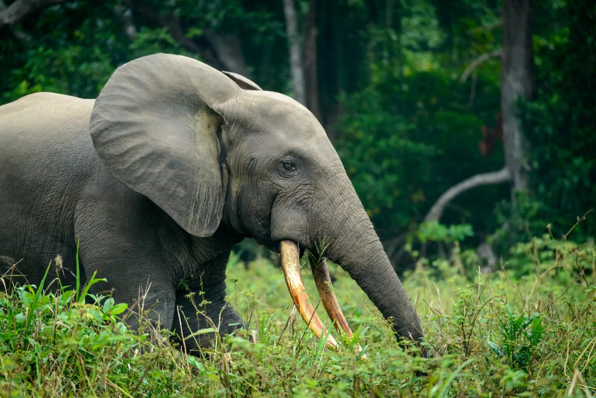 African Forest Elephant