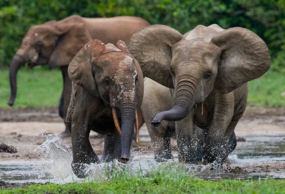 Photo by ANDREYGUDKOV on iStock African Forest Elephant in the wild