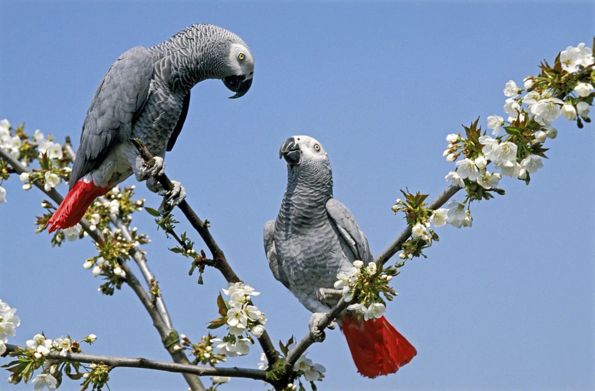 Photo by slowmotiongli on iStock African Grey Parrot in the wild