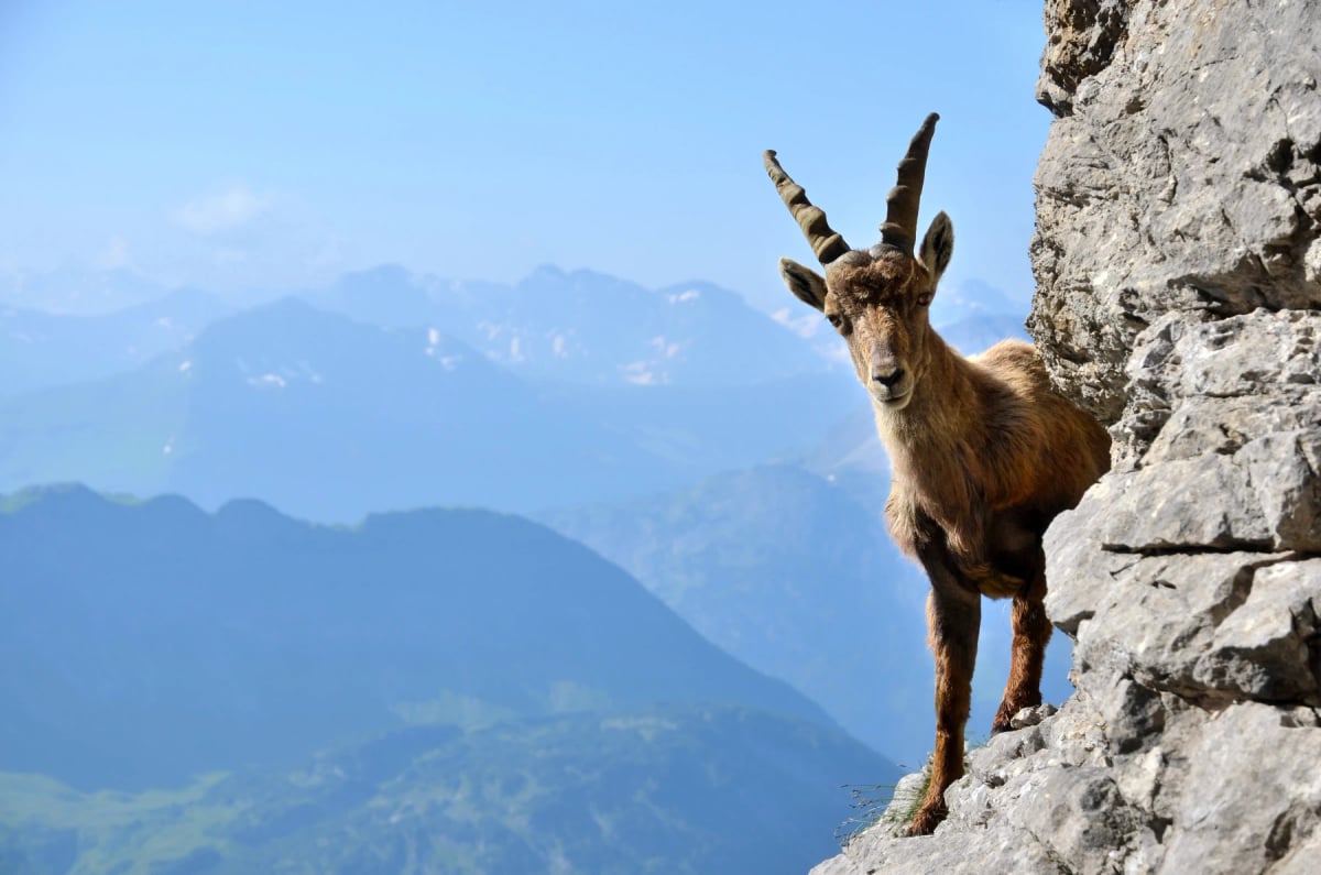 Photo by Andreas-P on iStock Alpine Ibex in the wild
