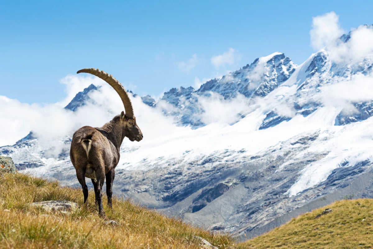 Alpine Ibex in the wild