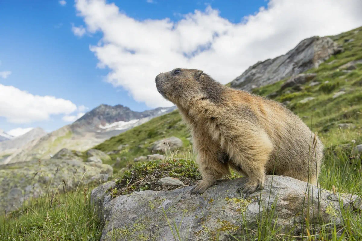 Photo by MirasWonderland on iStock Alpine Marmot in the wild