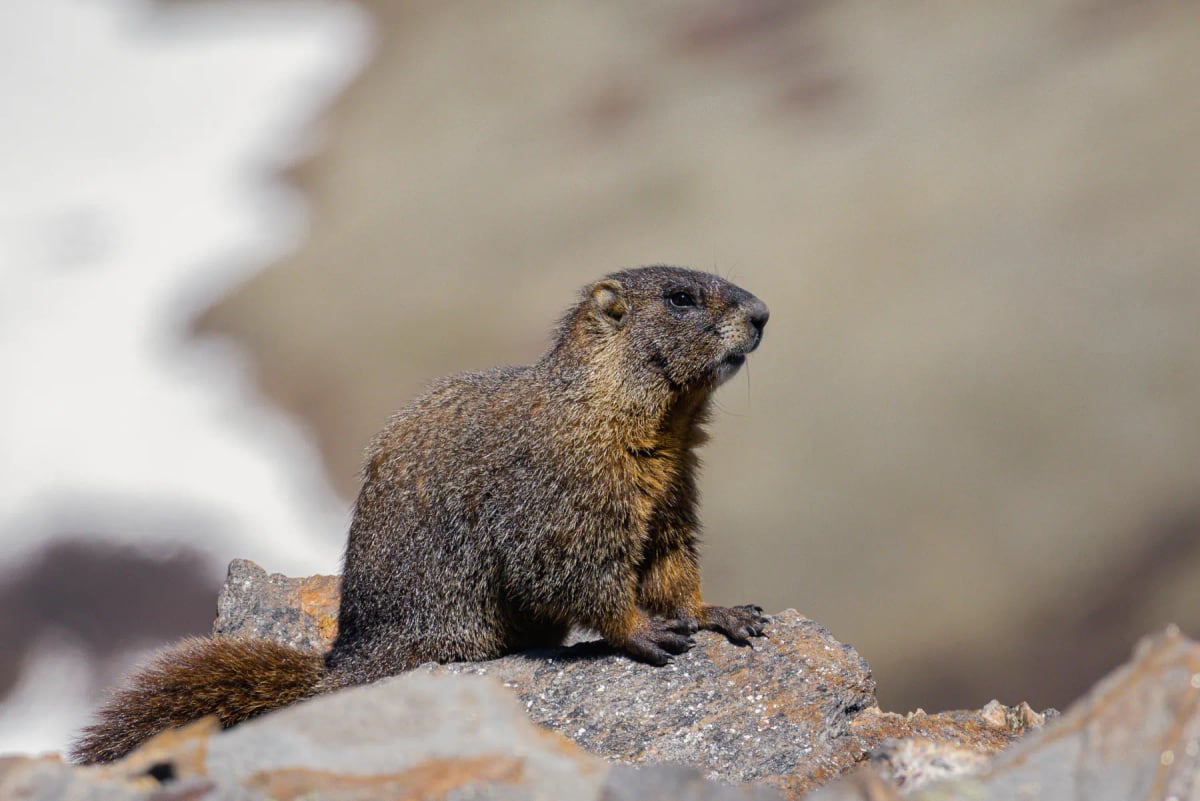 Alpine Marmot in the wild