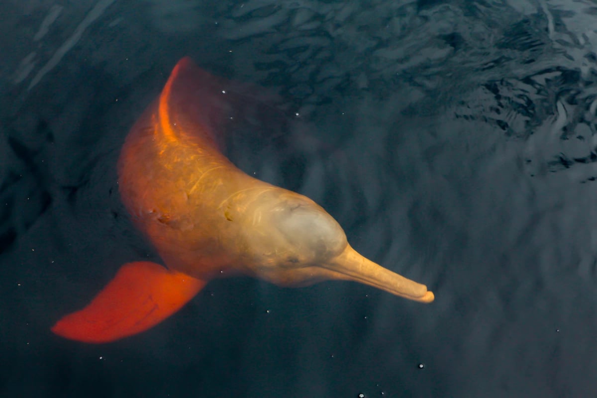 Amazon River Dolphin