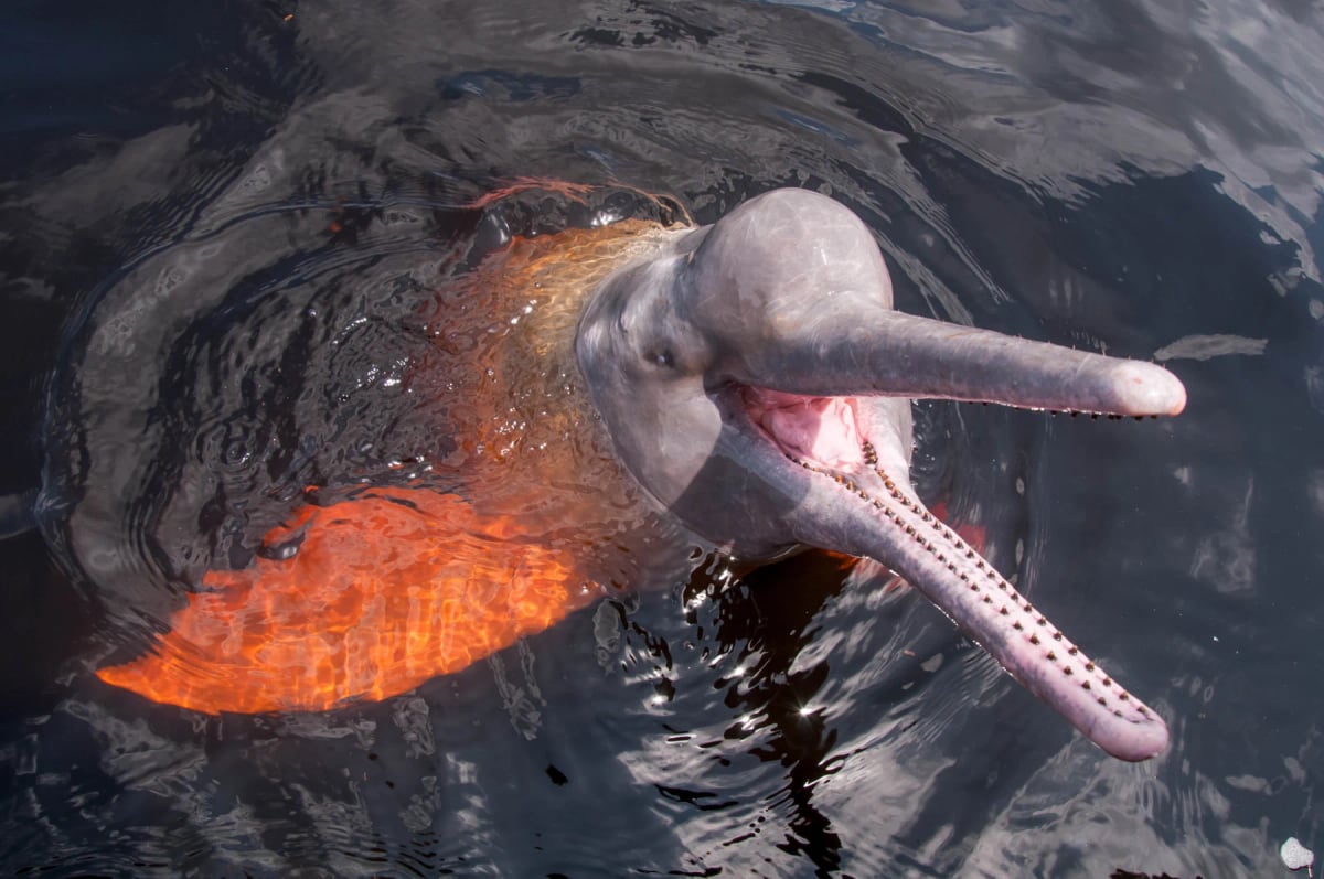 Photo by EriCatarina on iStock Amazon River Dolphin in the wild