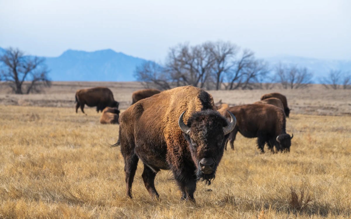 Photo by Daniel Swaim on iStock American Bison in the wild