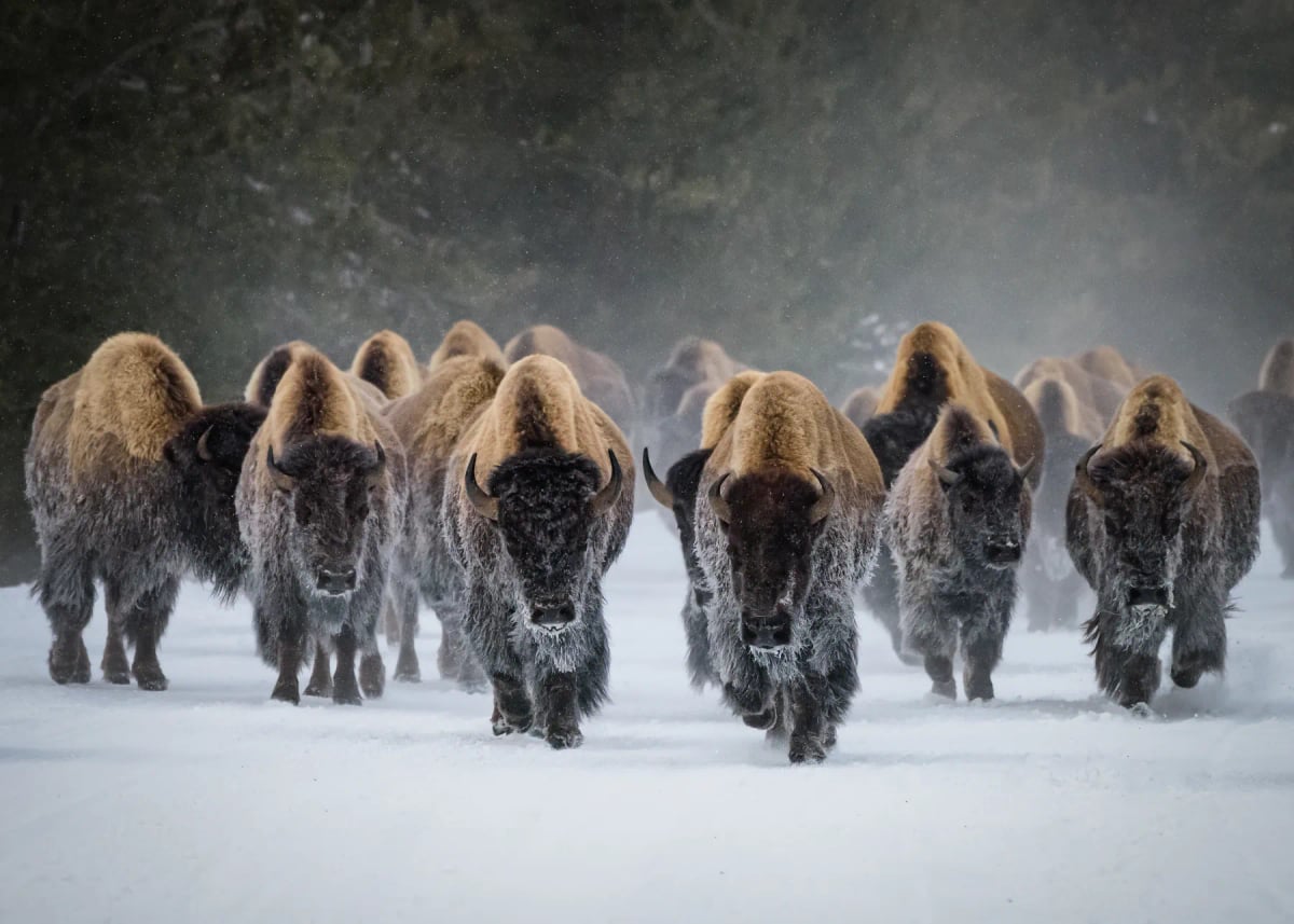 American Bison in the wild