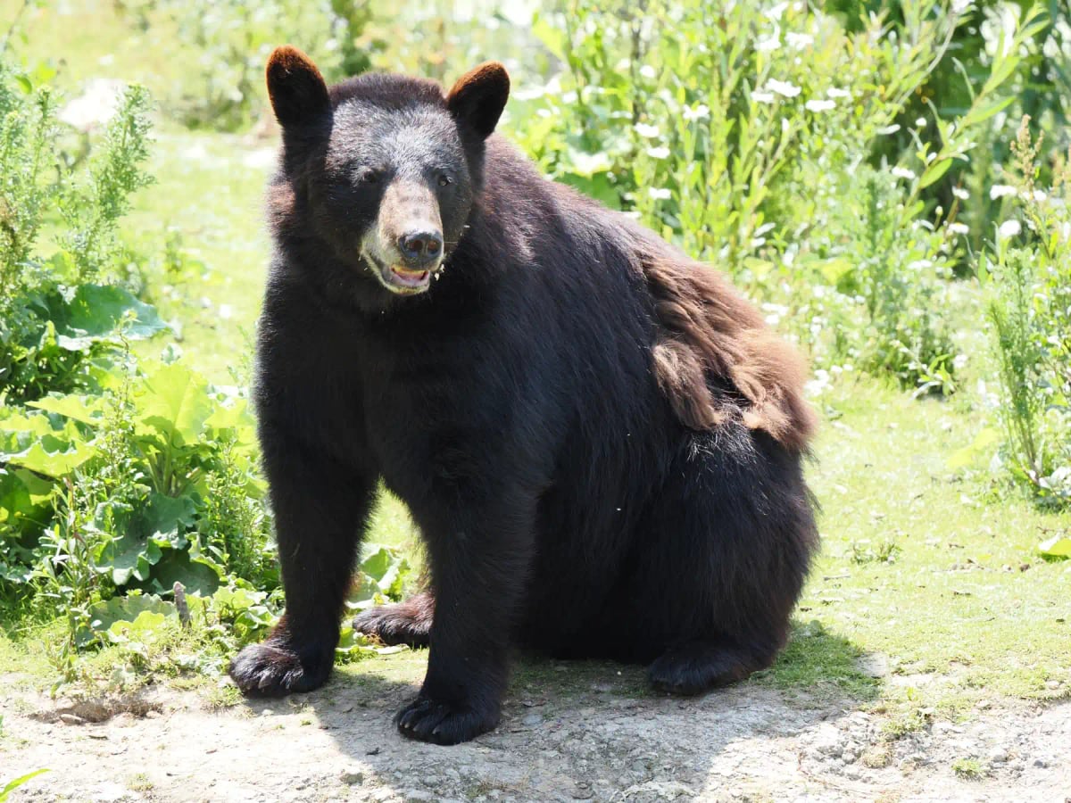 Photo by Alexandre Tziripouloff on iStock American Black Bear in the wild