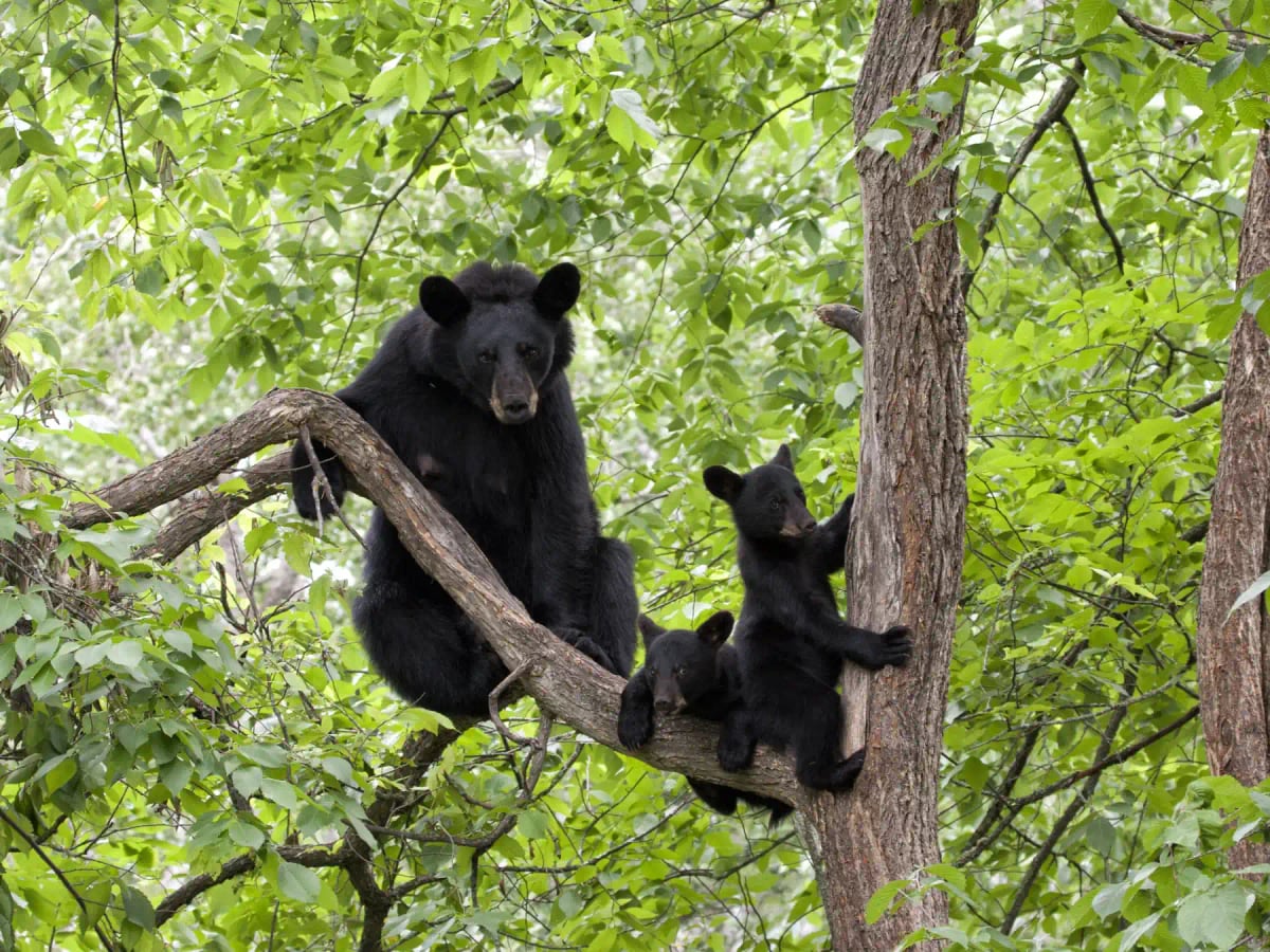 American Black Bear in the wild