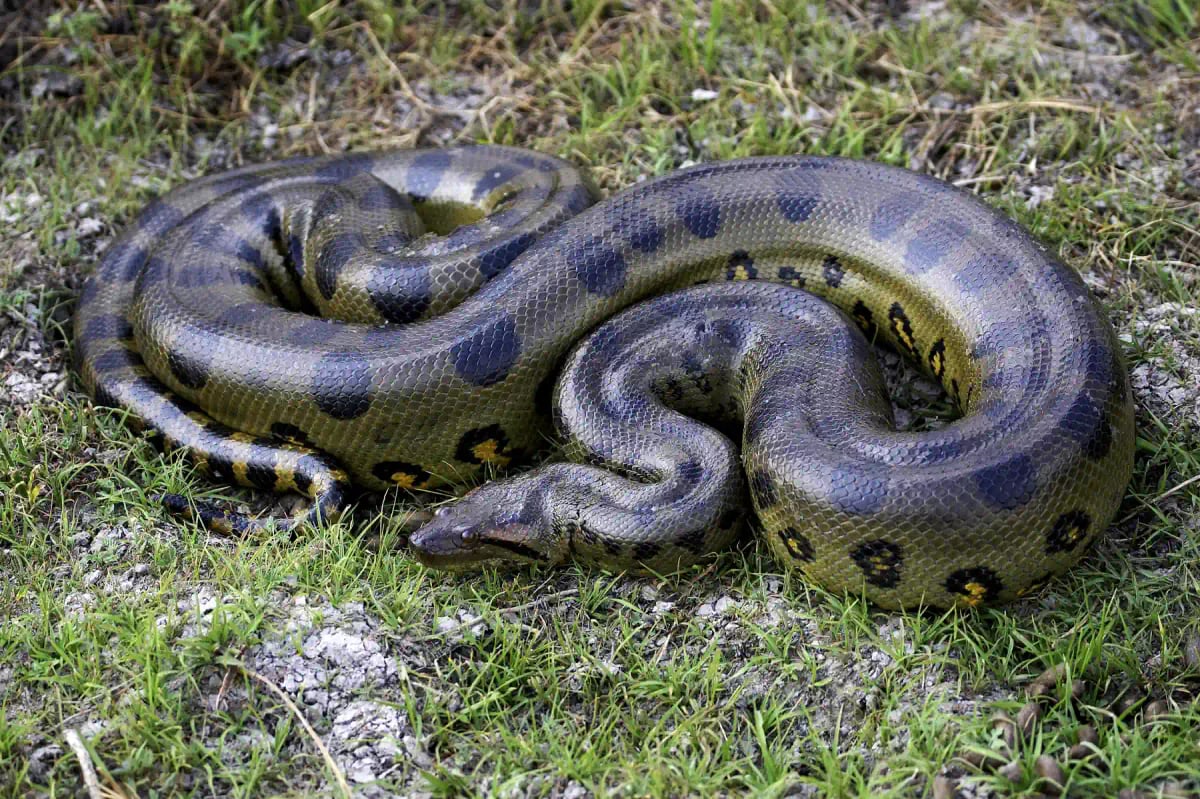 Anaconda