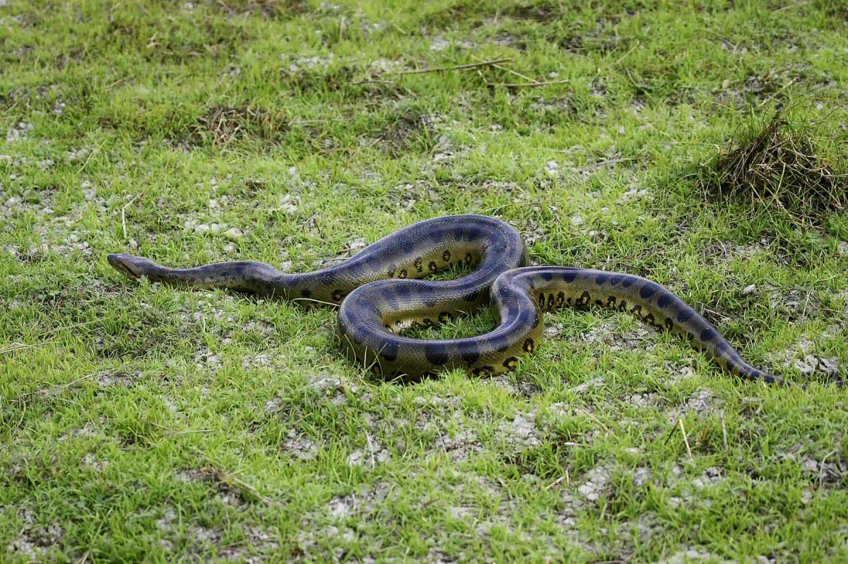Photo by slowmotiongli on iStock Anaconda in the wild