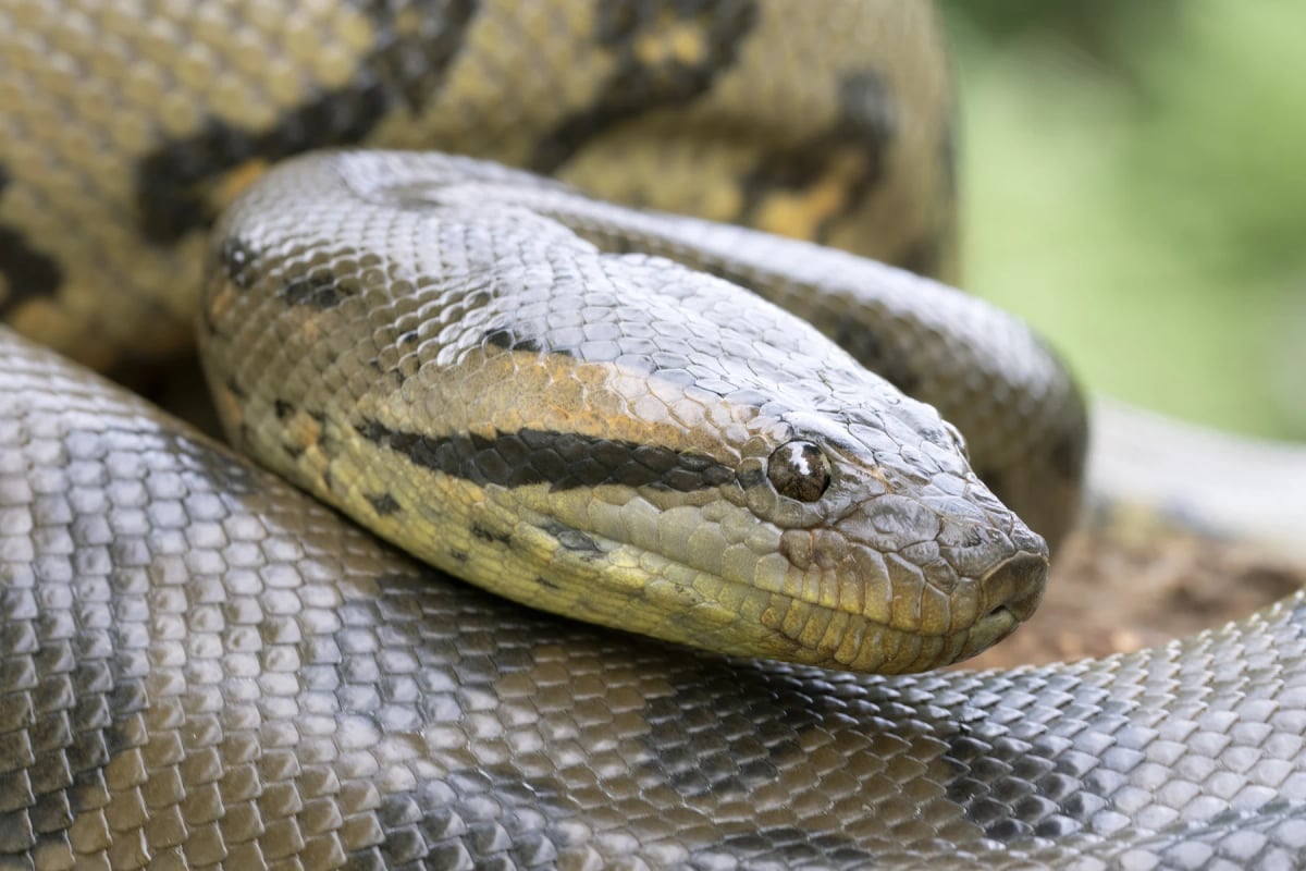 Anaconda in the wild