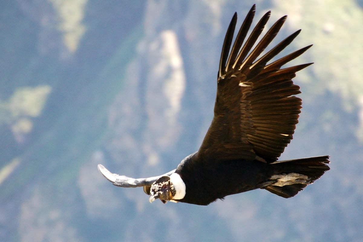 Andean Condor