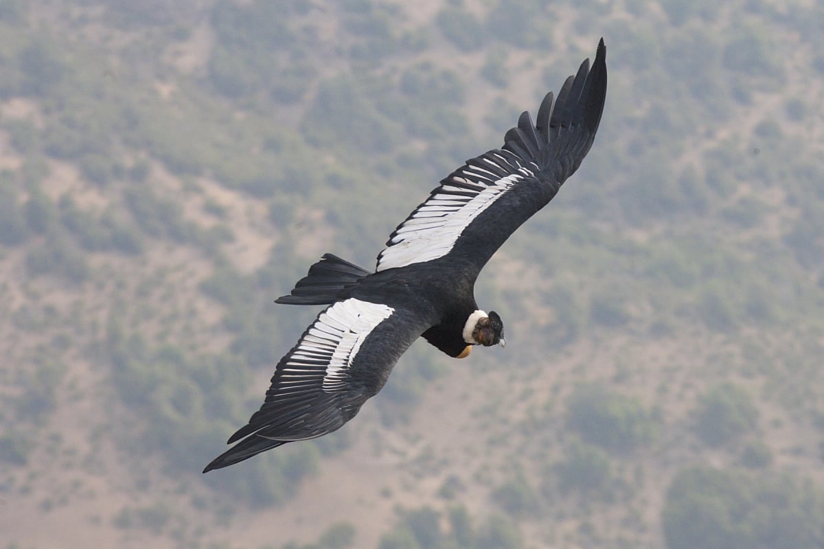 Photo by Dr John A Horsfall on iStock Andean Condor in the wild