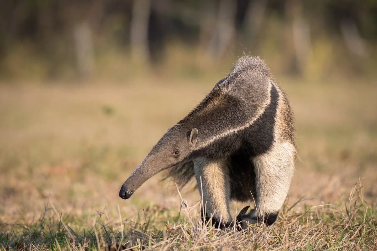 Anteater