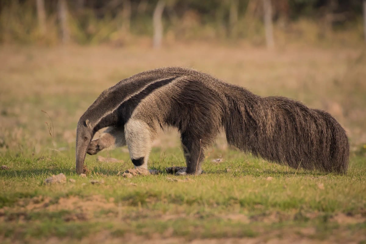 Photo by Pedro Ferreira do Amaral on iStock Anteater in the wild
