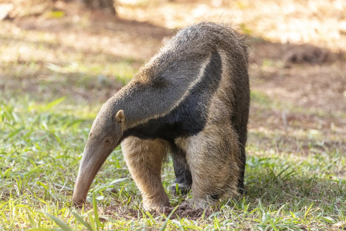 Anteater in the wild