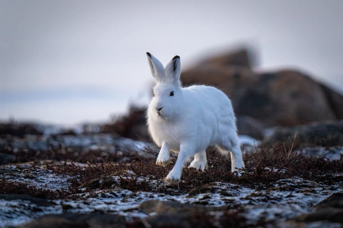 Arctic Hare