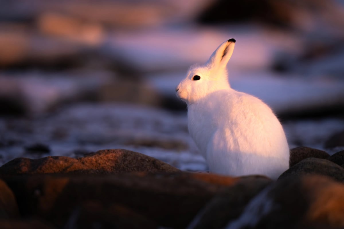 Photo by nicholas_dale on iStock Arctic Hare in the wild