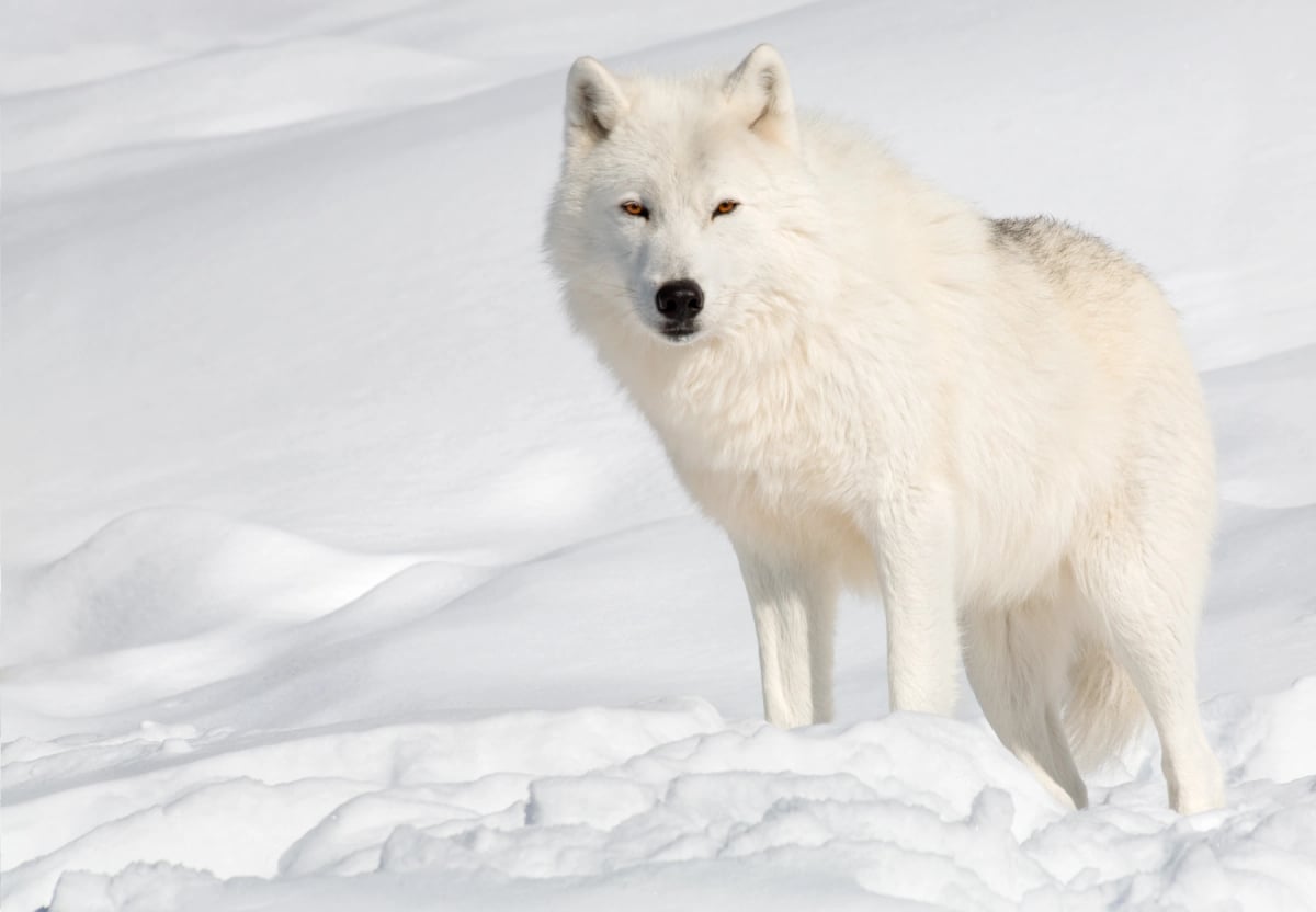 Photo by Cybernesco on iStock Arctic Wolf in the wild