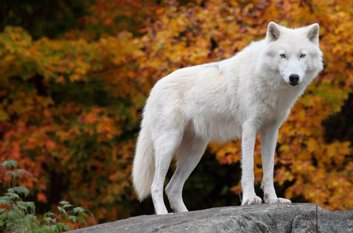 Arctic Wolf in the wild