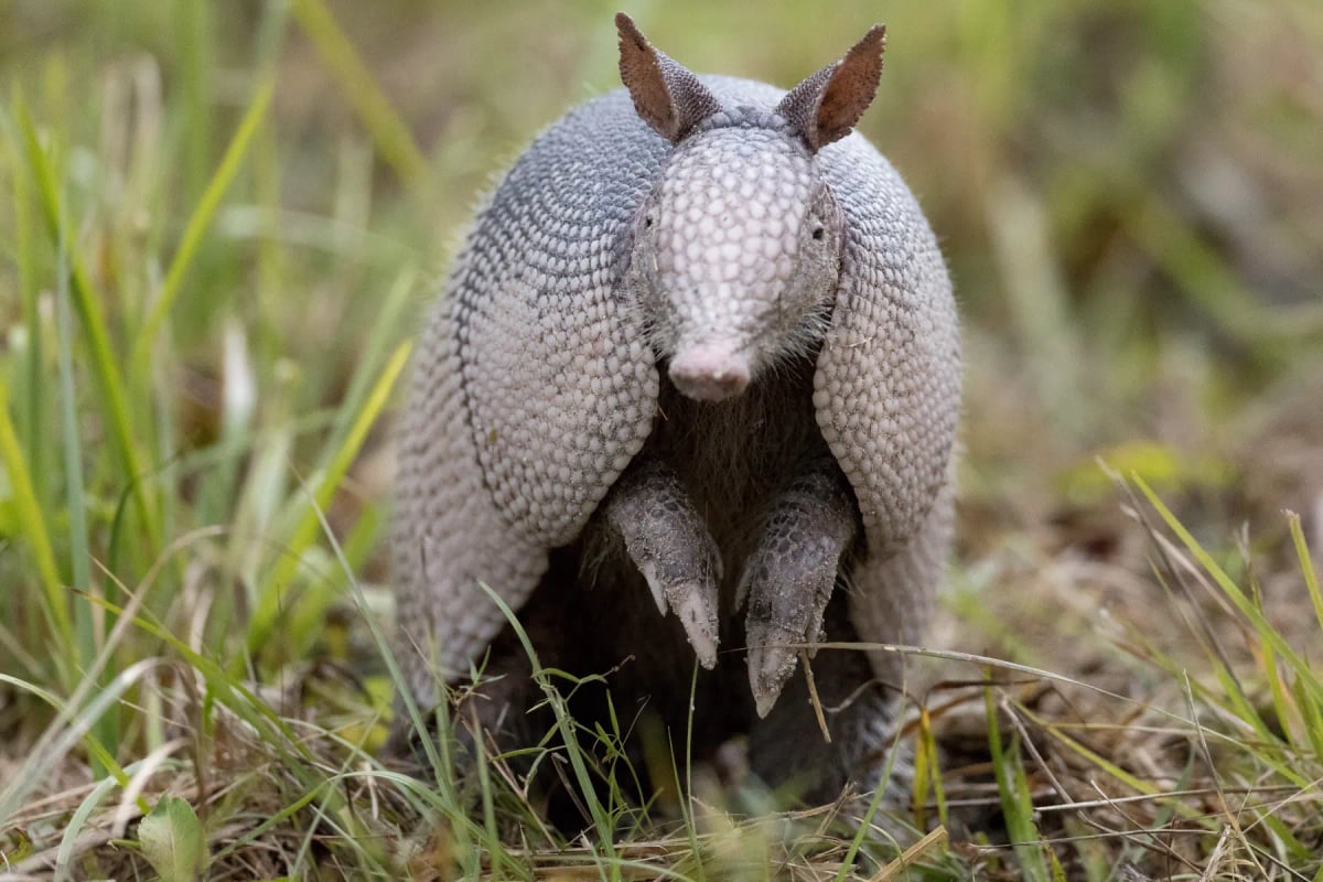 Armadillo