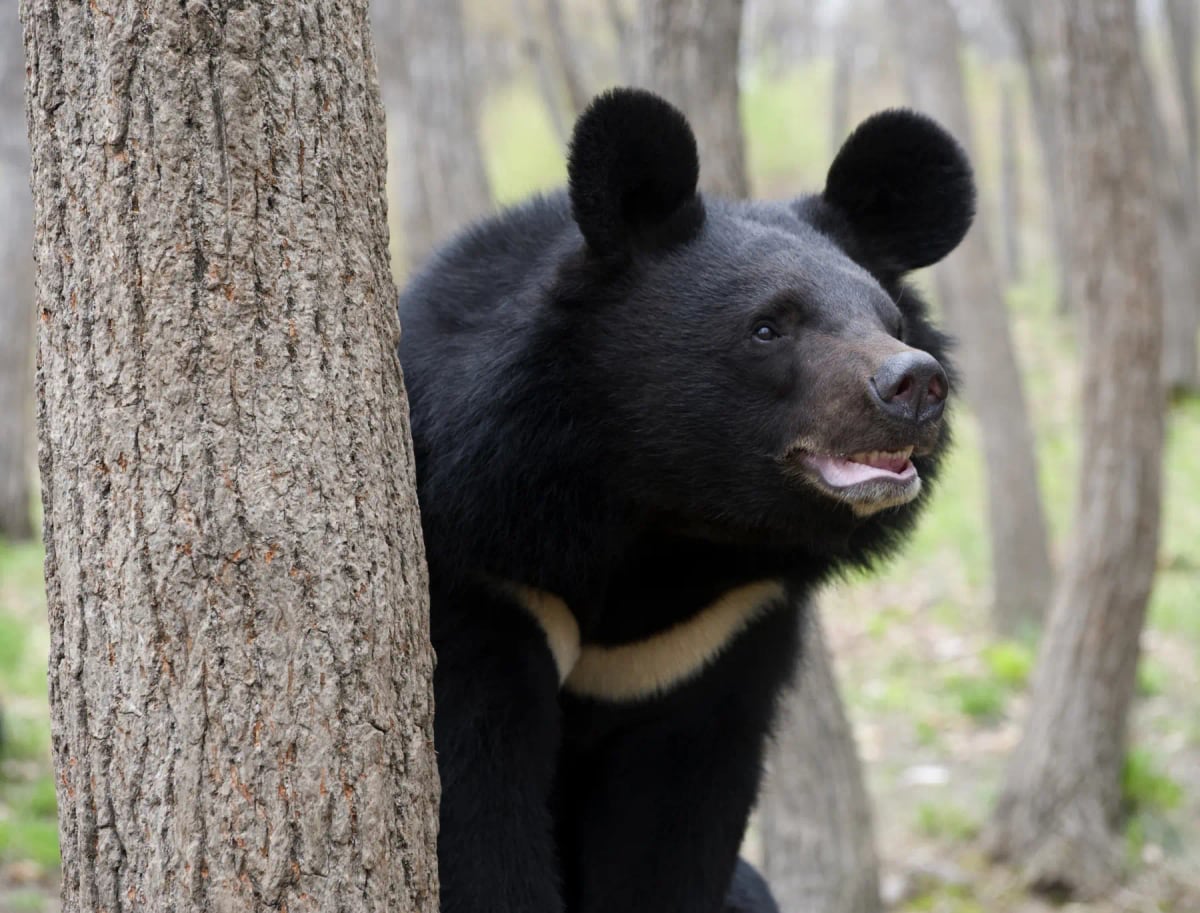 Photo by ghrushev on iStock Asiatic Black Bear in the wild