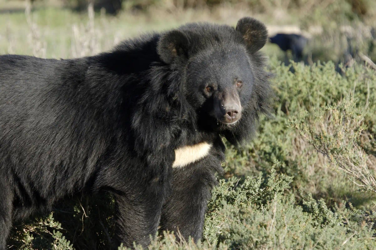 Asiatic Black Bear in the wild