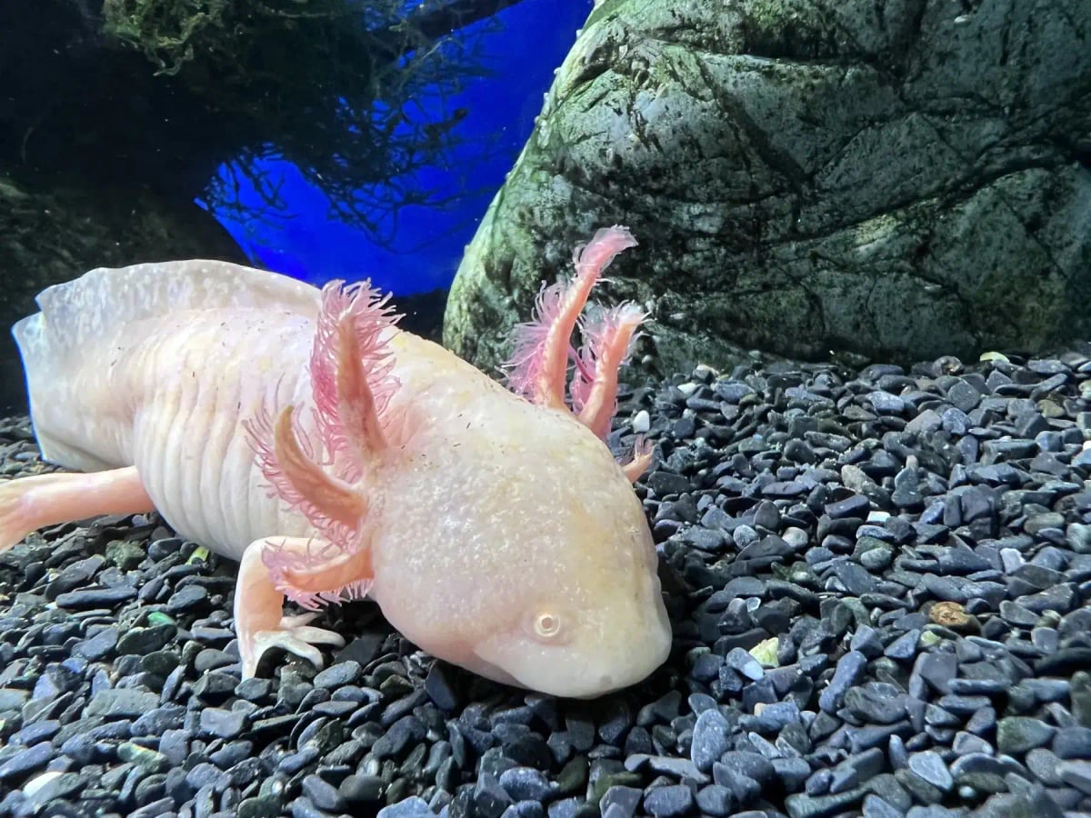 Axolotl