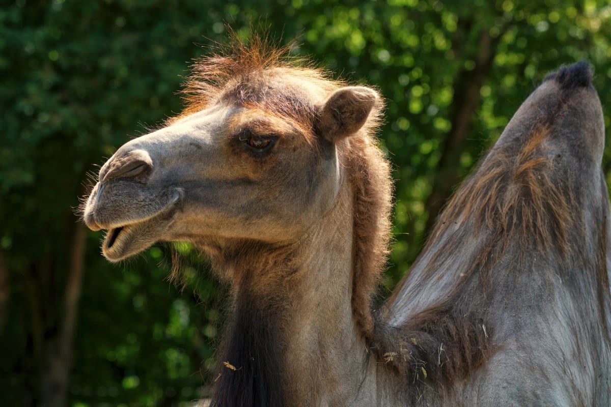 Photo by Stanislavs Vasilkovs on iStock Bactrian Camel in the wild