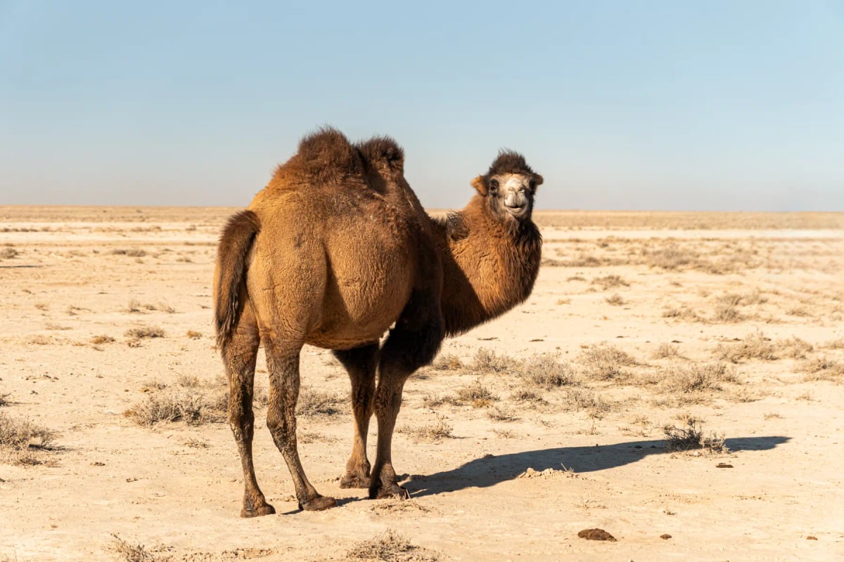 Bactrian Camel in the wild