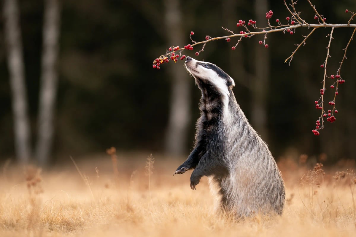 Badger in the wild