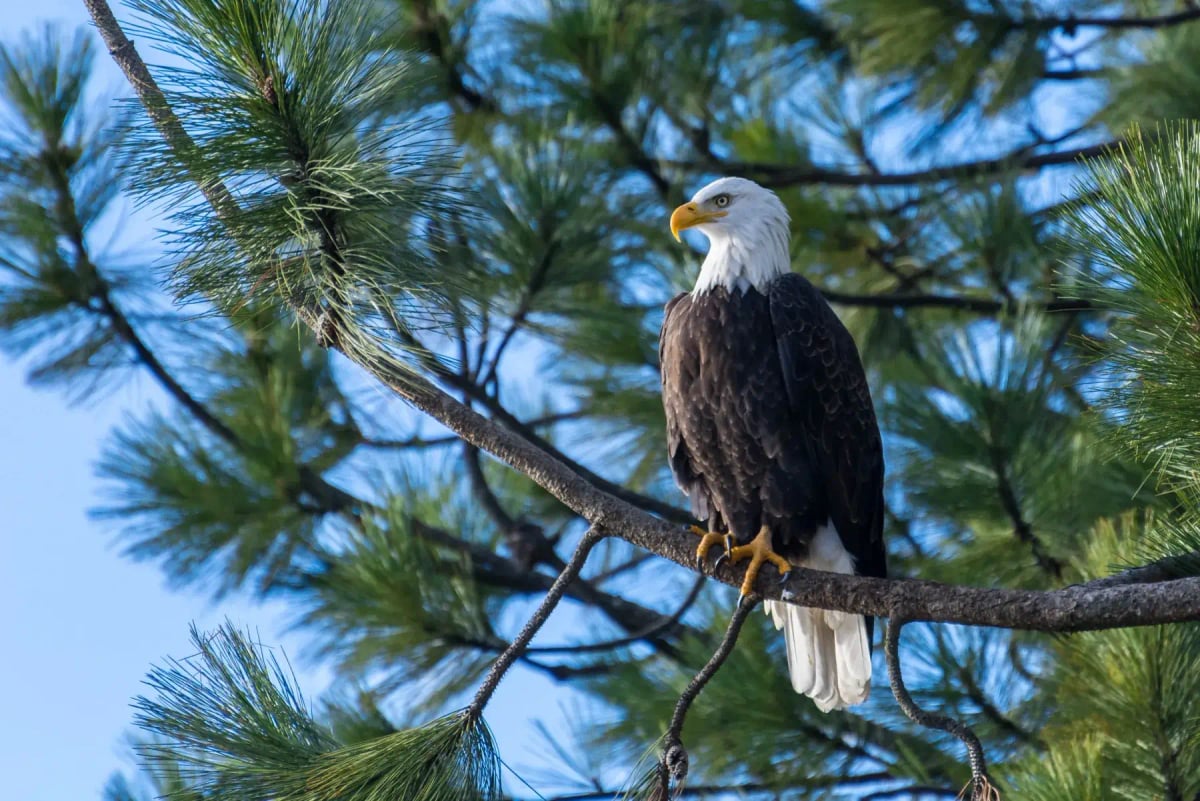 Photo by EyeEm Mobile GmbH on iStock Bald Eagle in the wild