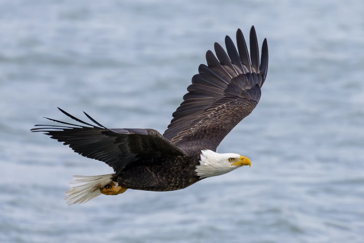 Bald Eagle in the wild